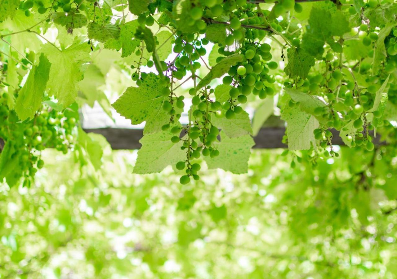 Agriturismo La Vammora Laviano 外观 照片